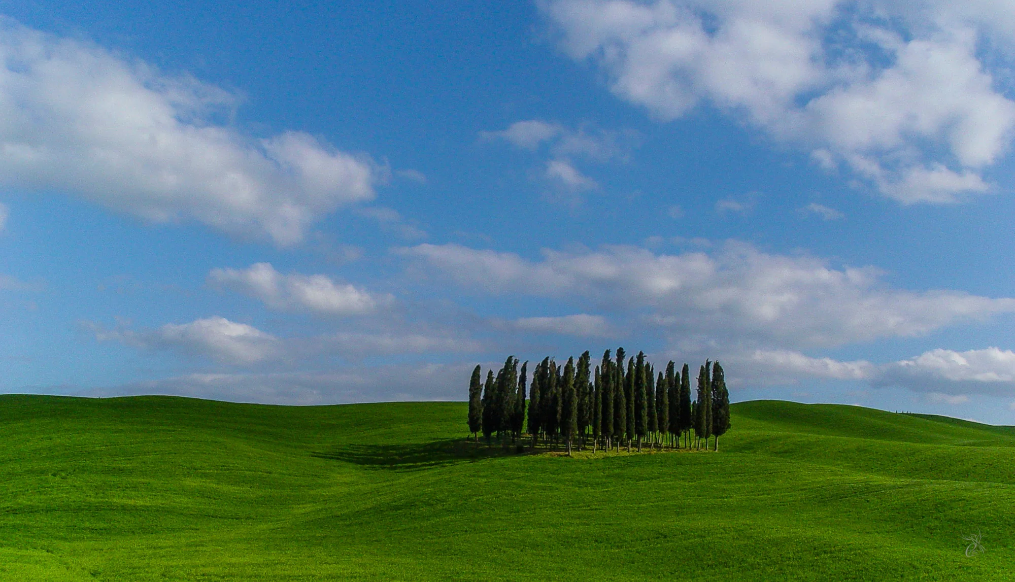 Cypress Trees