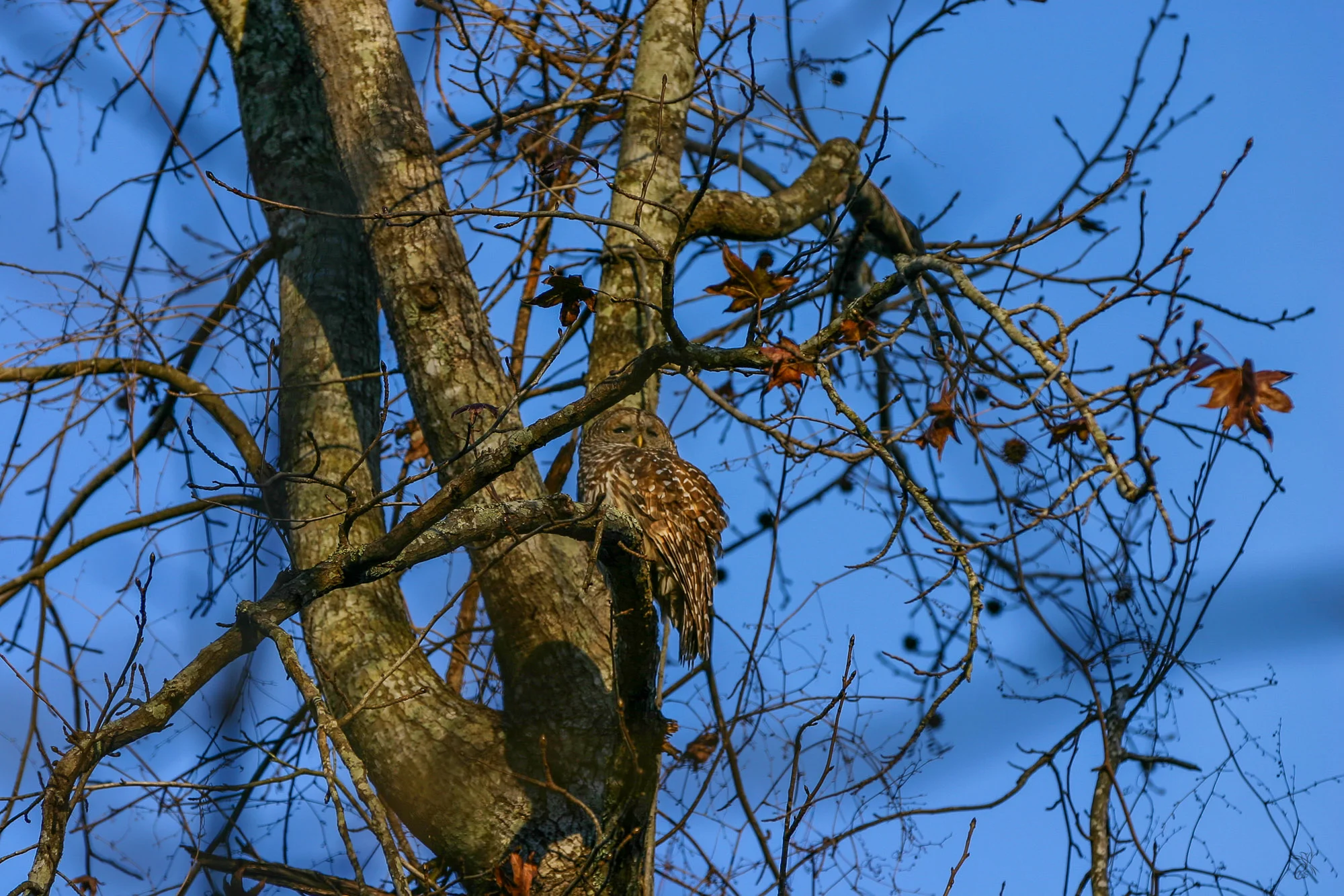 Hidden Owl
