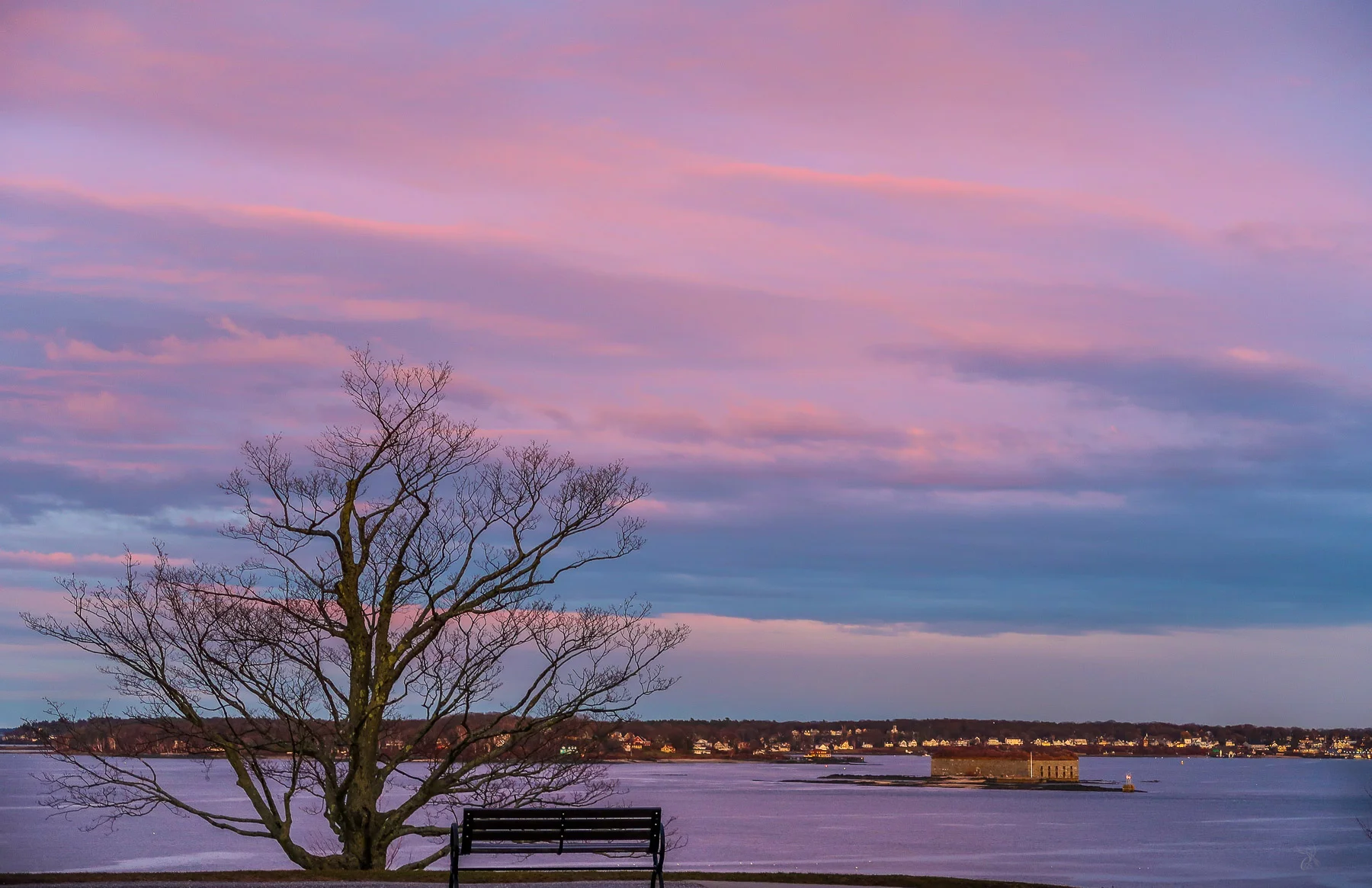 Portland Sunset Tree