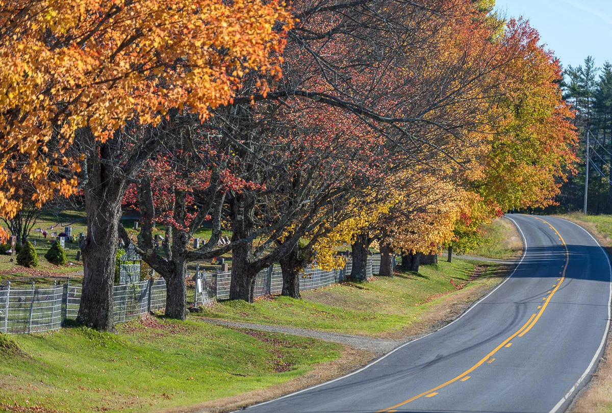 Autumn Trees