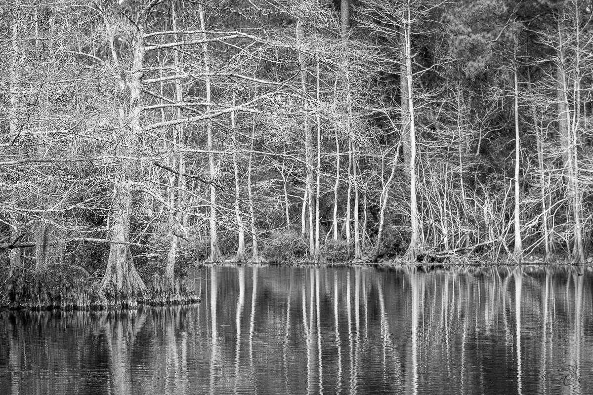 Stark Winter Trees