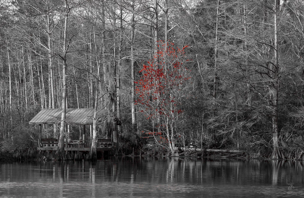 Red Winter Tree
