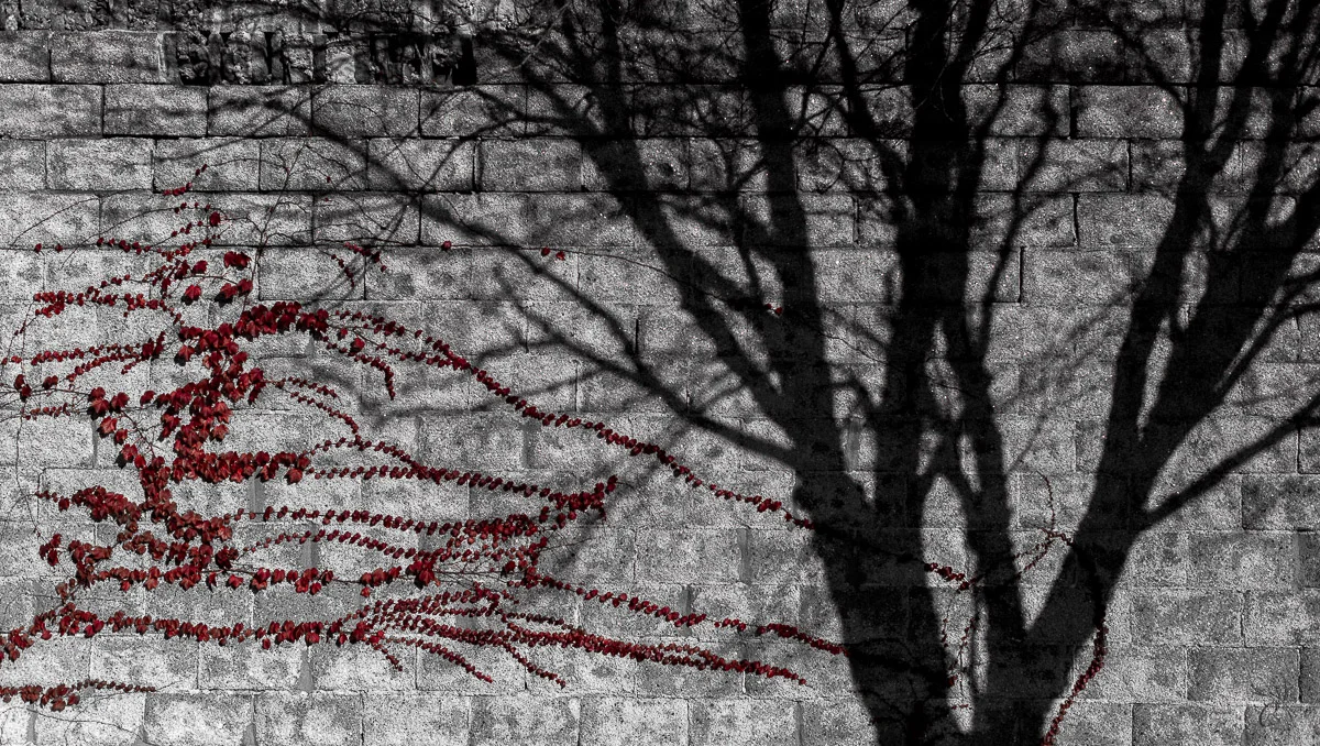 Tree Silhouette with Red Vine