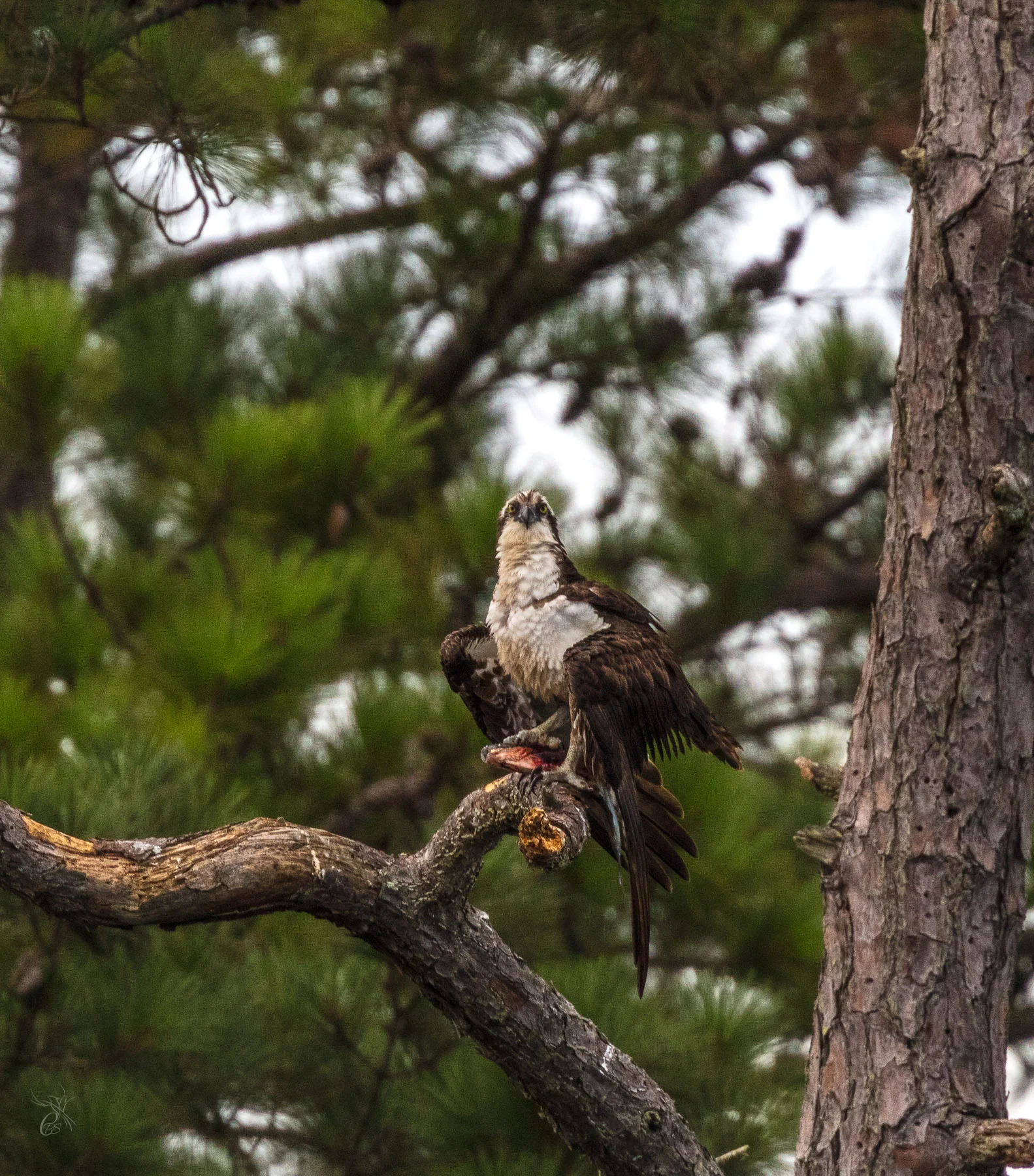Osprey with Fish
