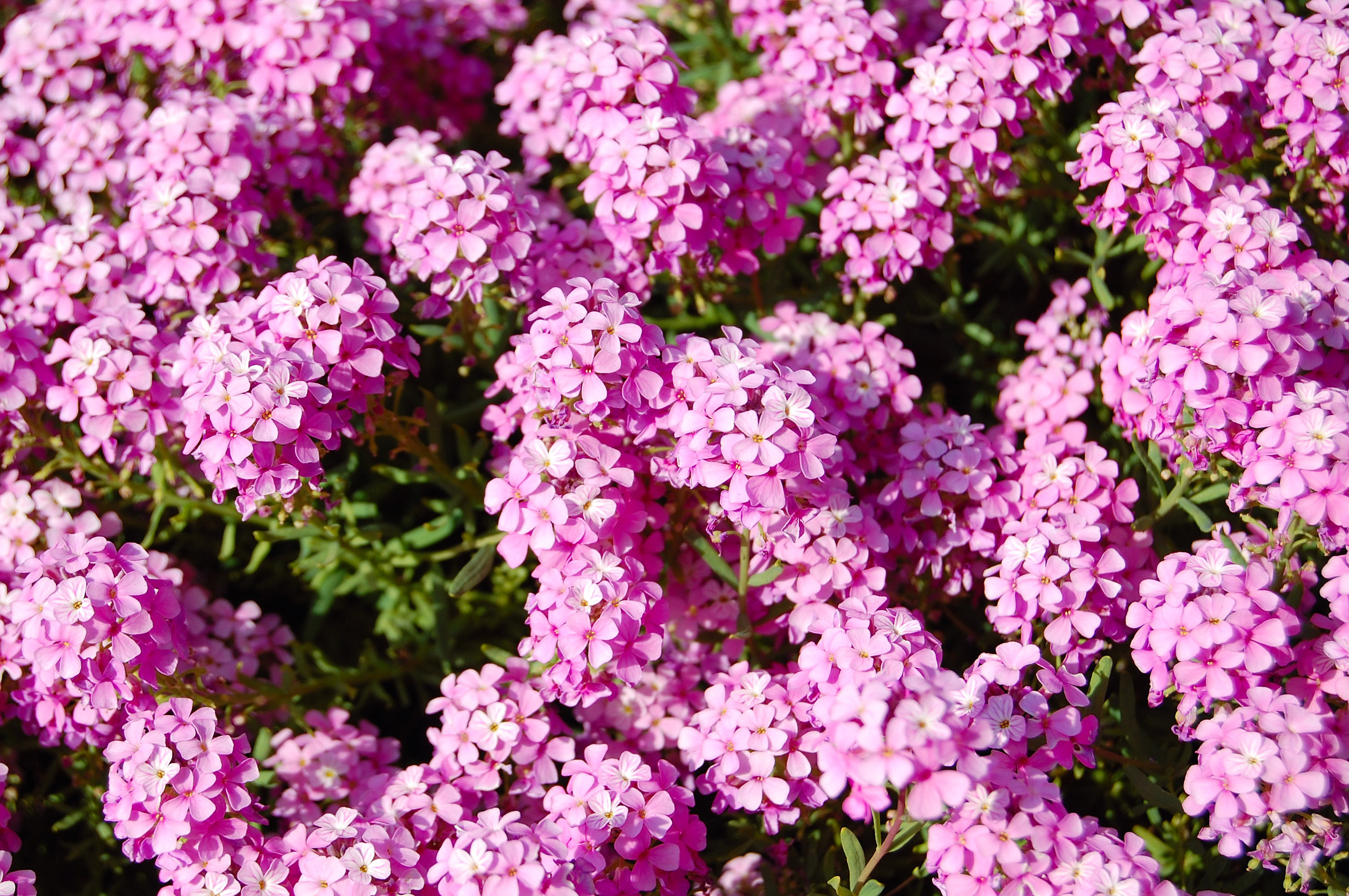 Flowers is always a good option. Food for the bees and butterflies.