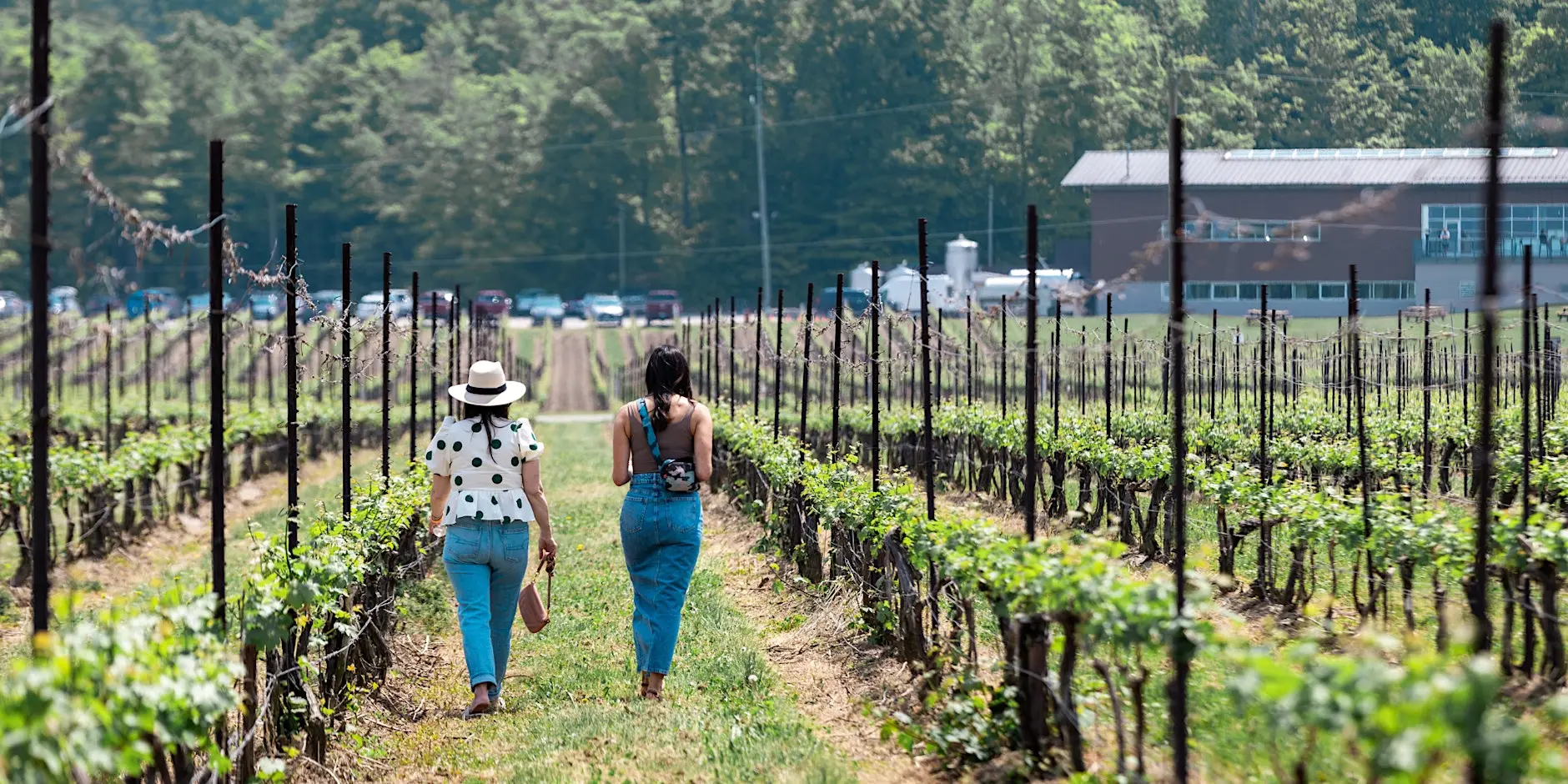 Two people walking through the vineyards during Graze the Bench