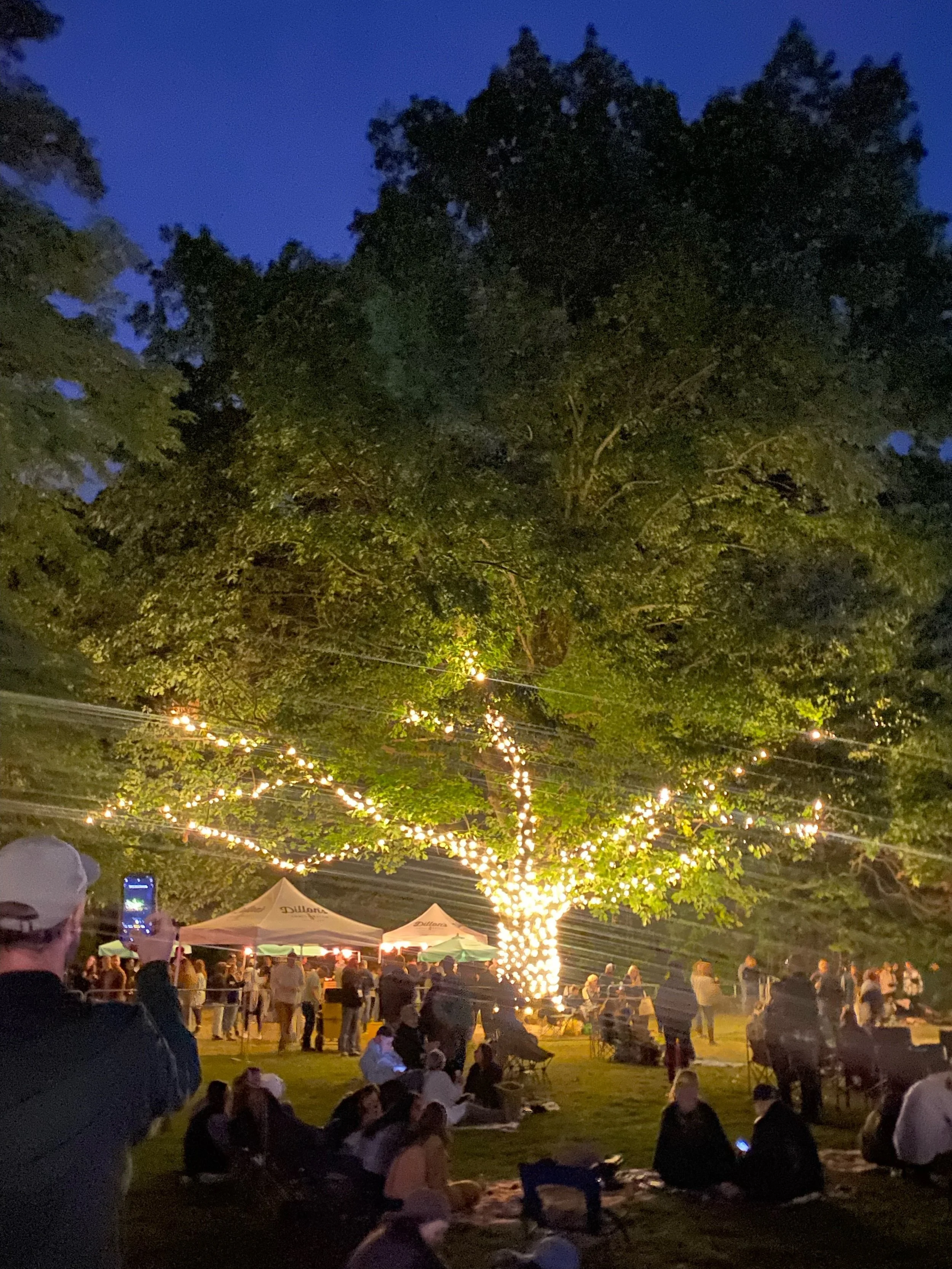 Globe lights wrapped around a tree at Cicada Fest