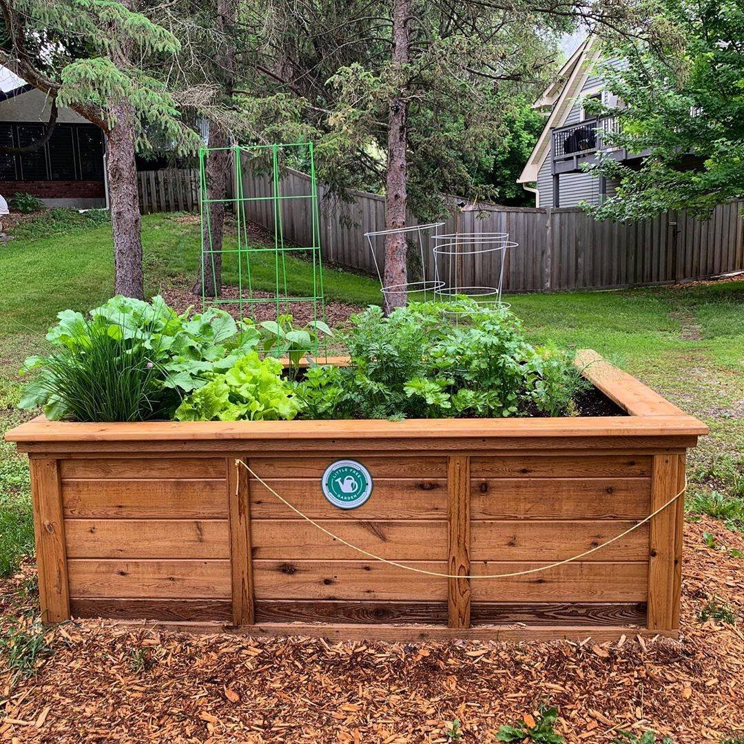 Little Free Garden: COVID-19 Response