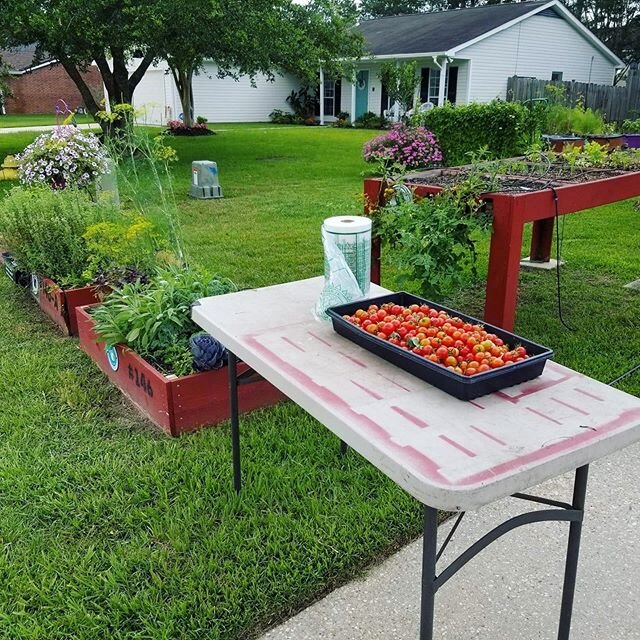 #LittleFreeGarden no. 141 at Heritage Cottage is looking extra fresh this summer! 😍💕🥗 Want to register a garden of your own? Join our community via @fargostuff [link in bio] #growyourownfood #communitygarden