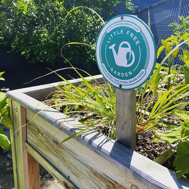 Spotted at our favorite local garden center: #LittleFreeGarden no. 231 😍🌱
-
-
-
#foodofthenorth #moorheadproud #supportlocal #communitygarden