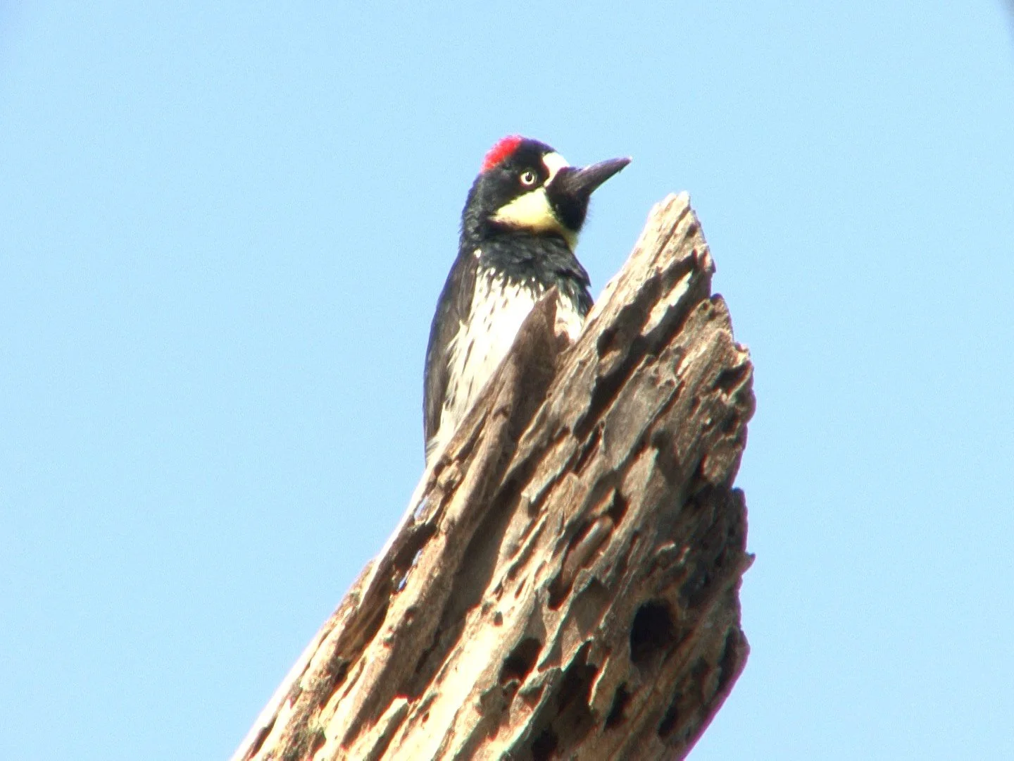An acorn woodpecker resting on a branch of a tree high above ground.
