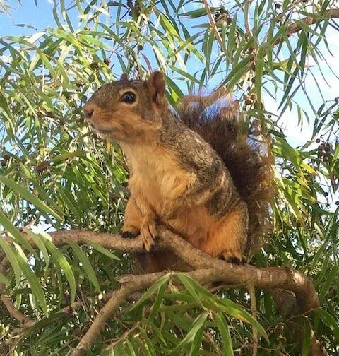 Flora and Fauna — Claremont Canyon Conservancy