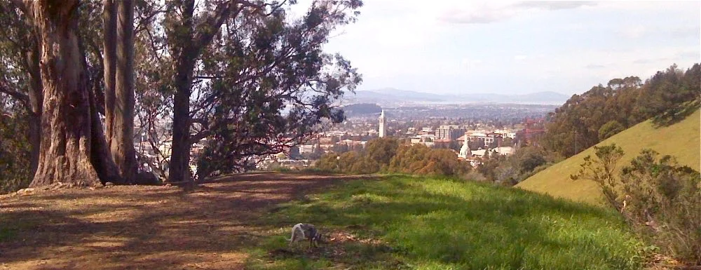 View of UC with whippet.jpg