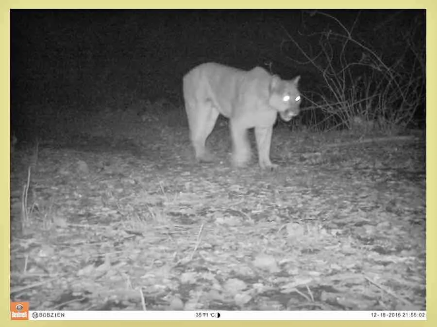 A mountain lion traversing the wildlife corridor above the Caldecott Tunnel is captured by the Bobzien study’s remote camera.
