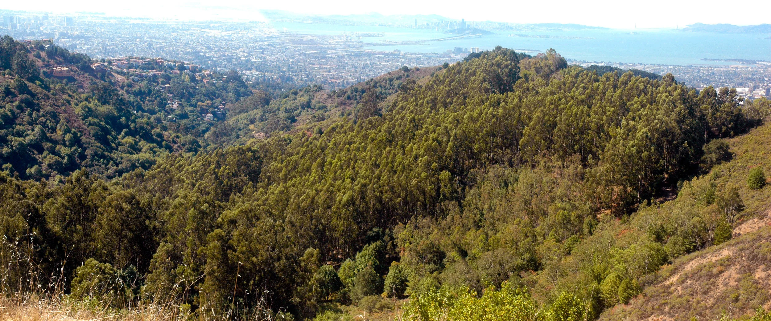 A Diablo wind fire in this eucalyptus grove on the ridge overlooking Strawberry and Claremont Canyons would throw burning embers into lower residential areas making firefighting difficult, if not impossible.