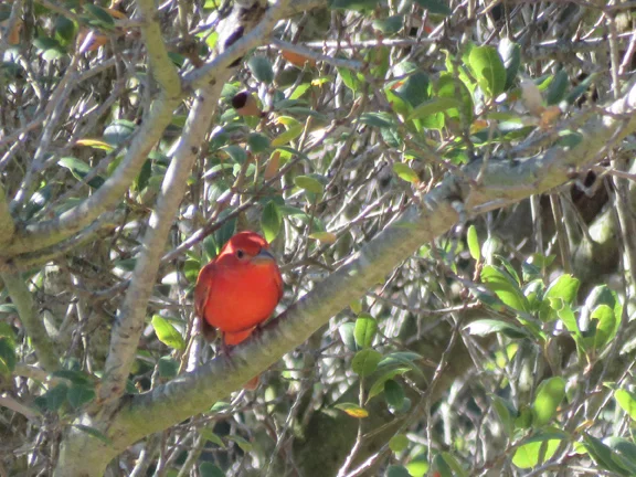 In California, summer tanagers seldom come as far north as the Bay Area and normally fly south for the winter. This handsome bird, photographed by the author in December in its favorite oak tree, spent several months last fall/winter at the edge of the mixed-wood forest near the entrance to the Claremont Canyon Regional Preserve.