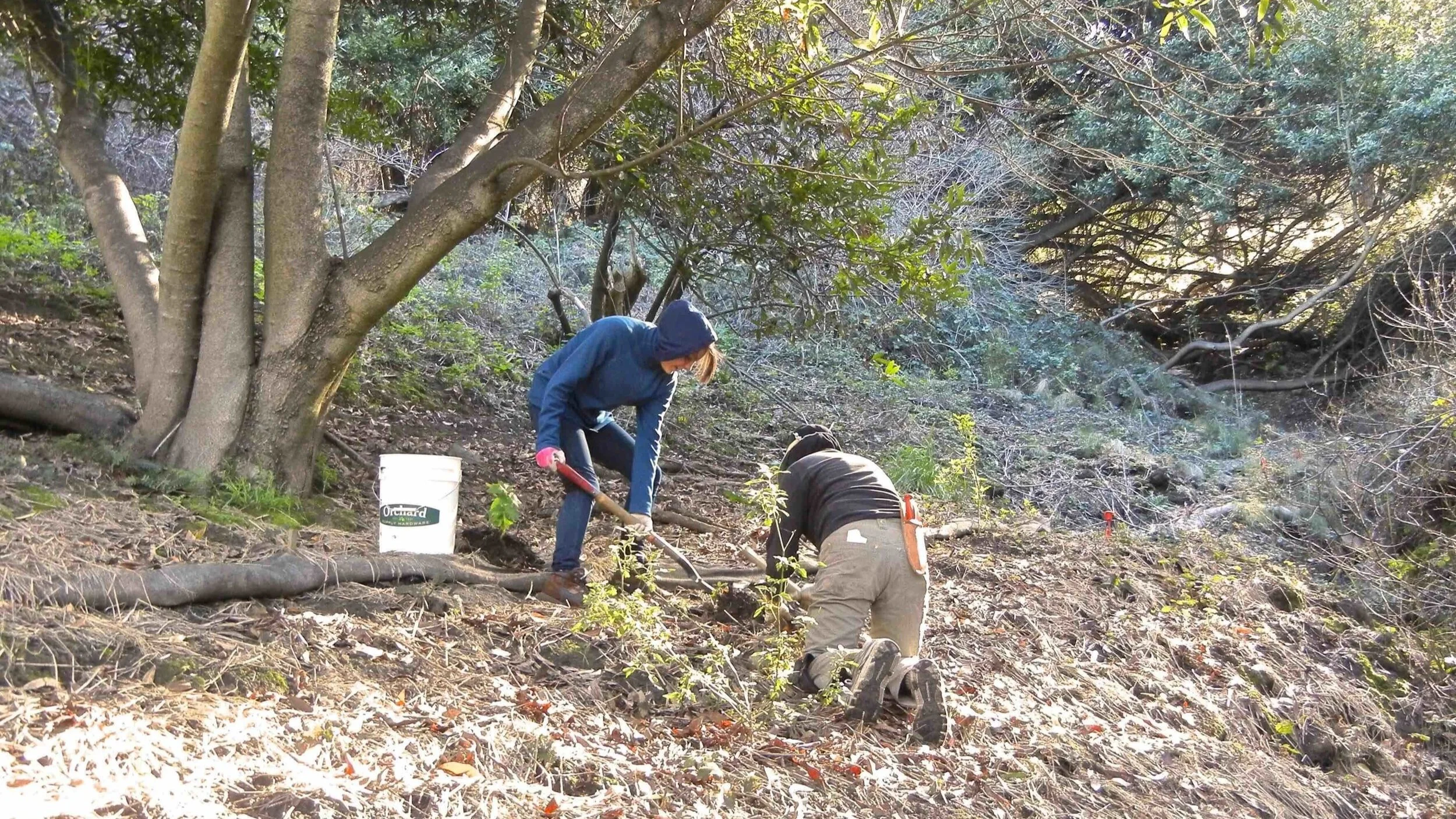 restoration+planting+in+Garber+1+MB.jpg