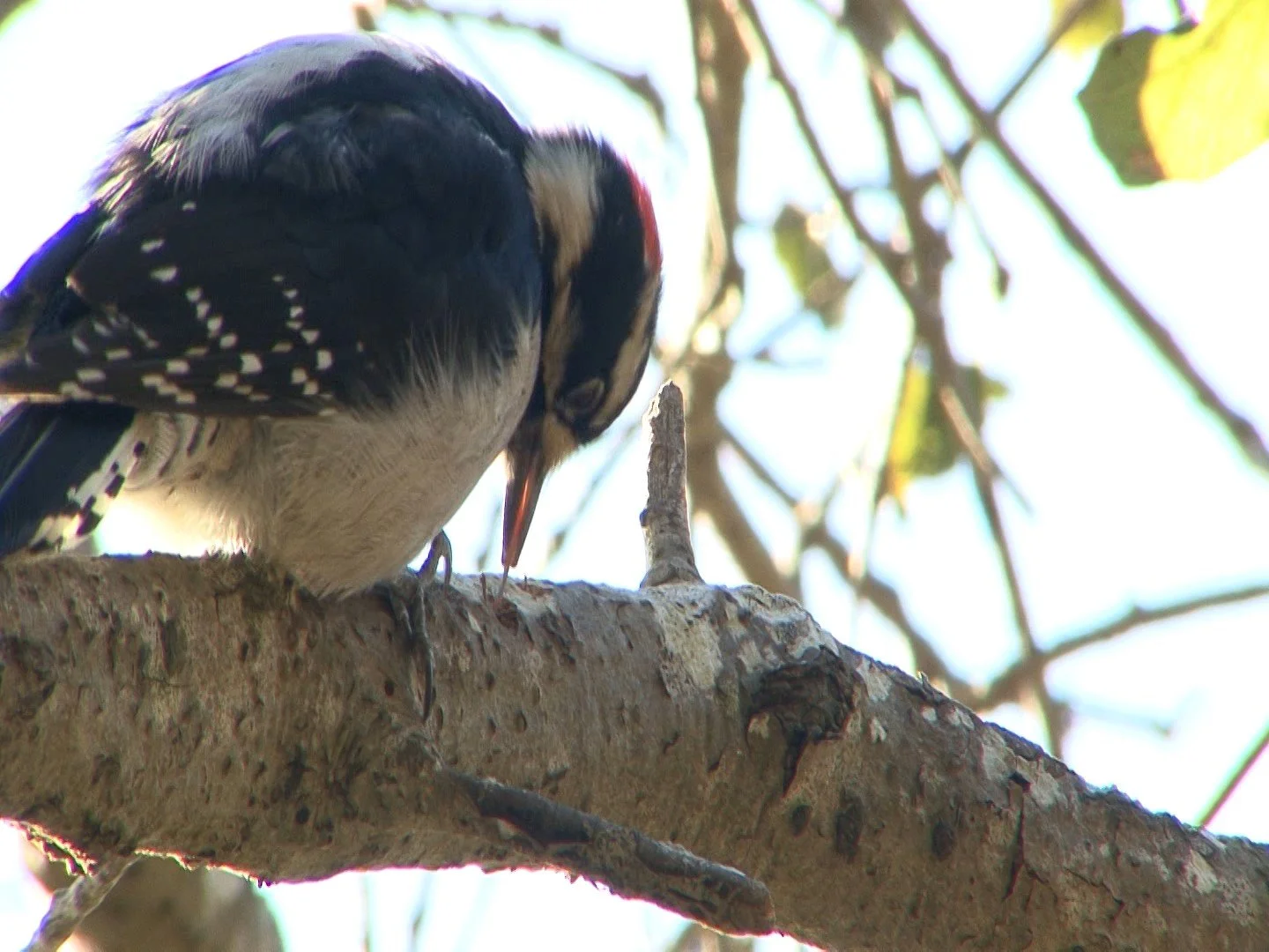 Downy WP & Tongue, Helen Putman Pk, Petaluma Dec 2015.jpeg