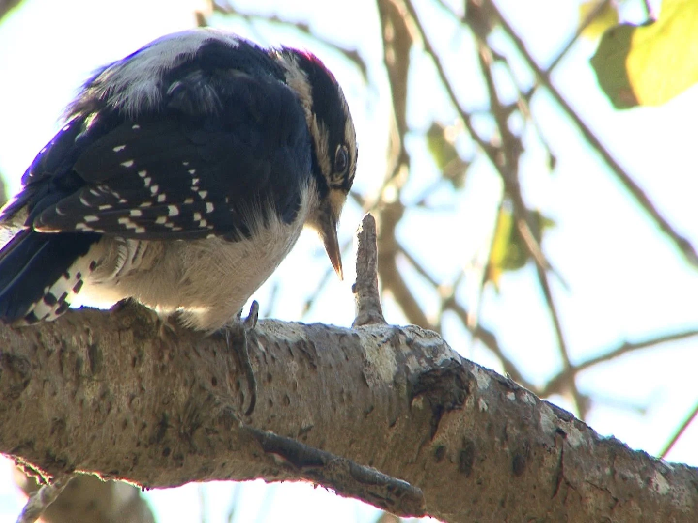 Downy WP, Helen Putman Pk Dec 2015.jpeg