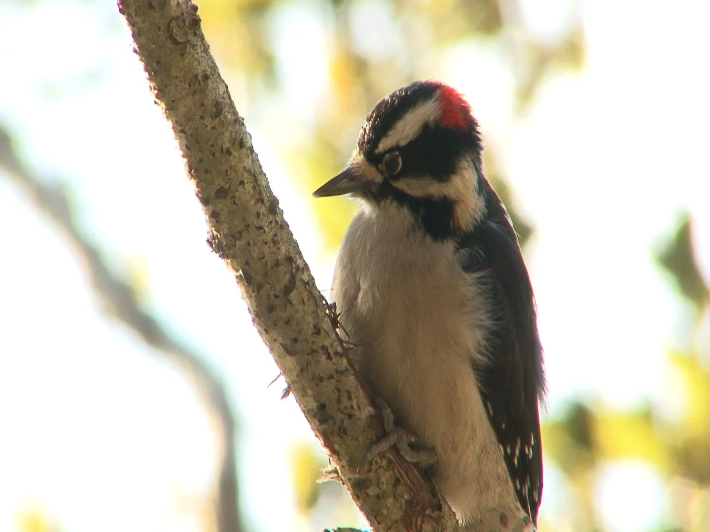 Downy WP, Helen Putman Pk, Petaluma CA Dec 2015.jpeg