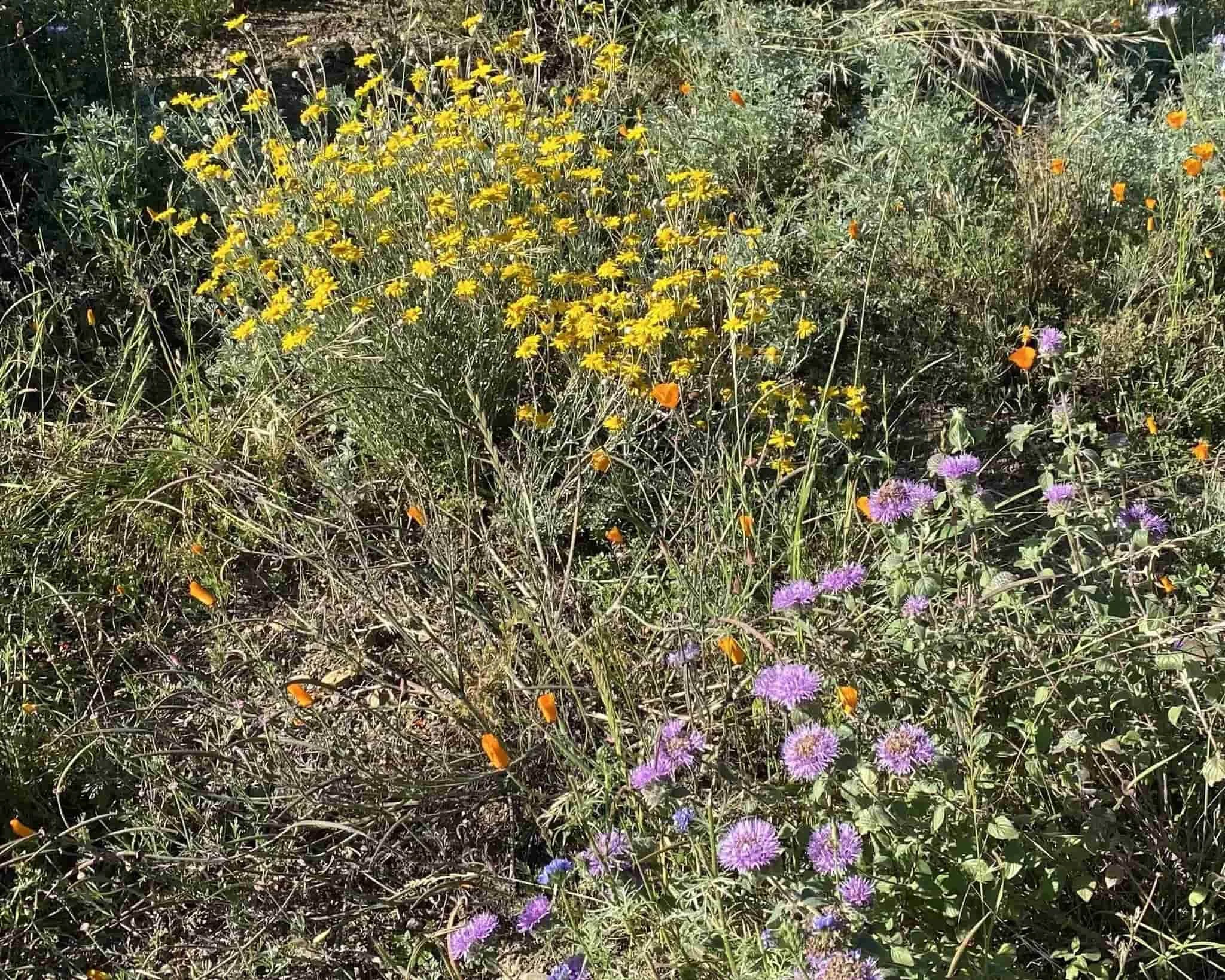 Native Blooms in Claremont Canyon