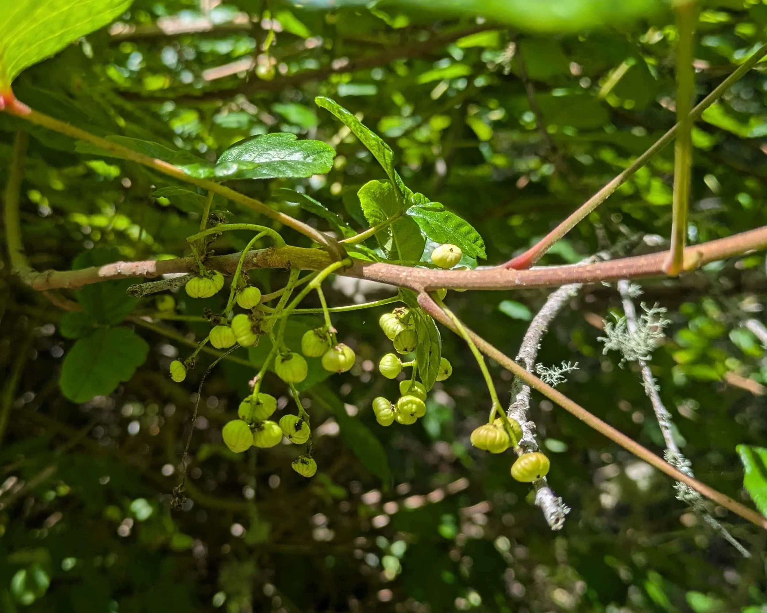 Native Poison oak (Toxicodendron diversilobum) with berries