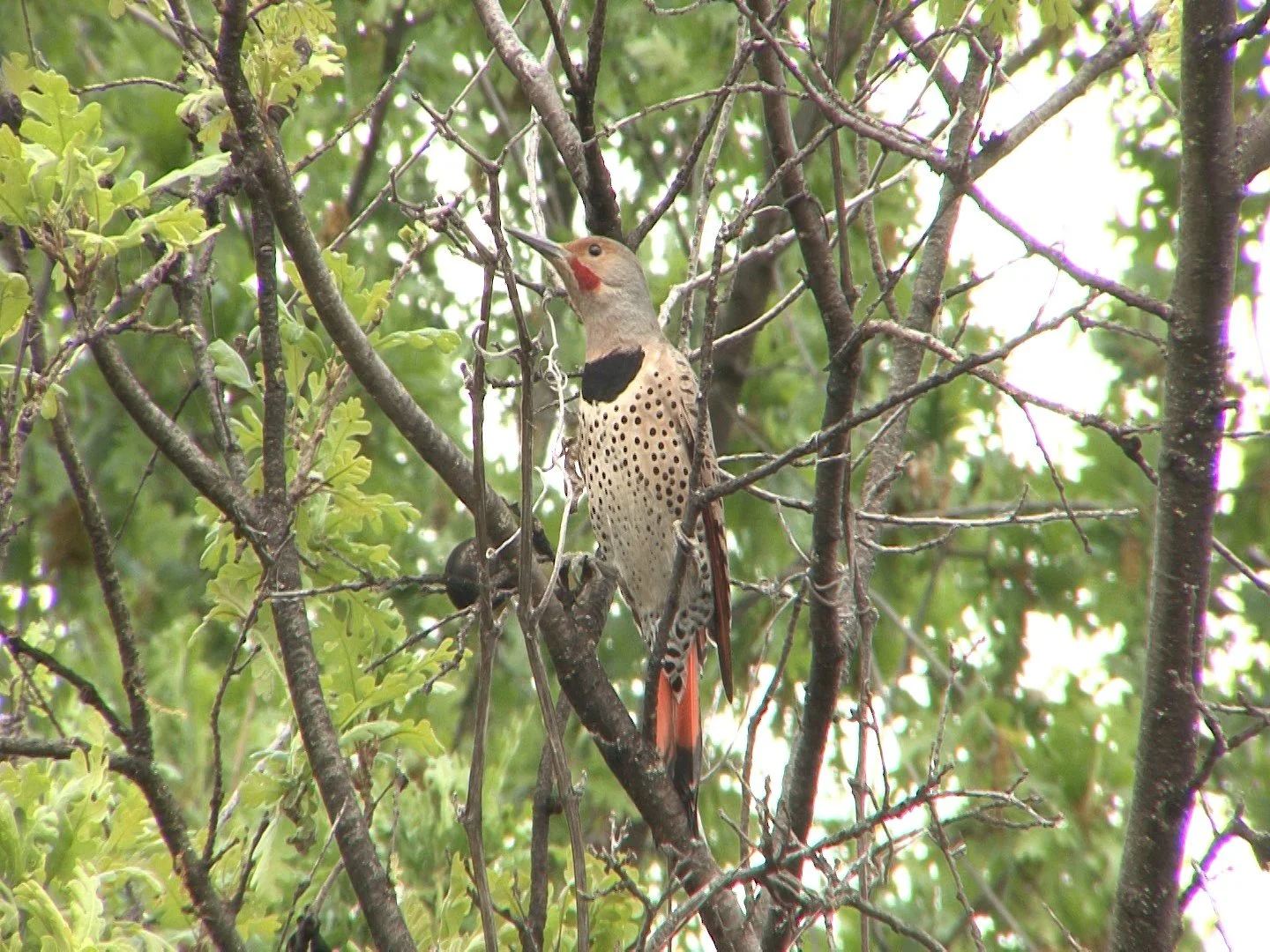 Northern Flicker 5 Lk Solano 2014-15.jpeg