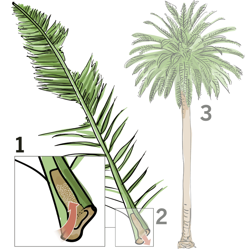 highlighted-frond.gif