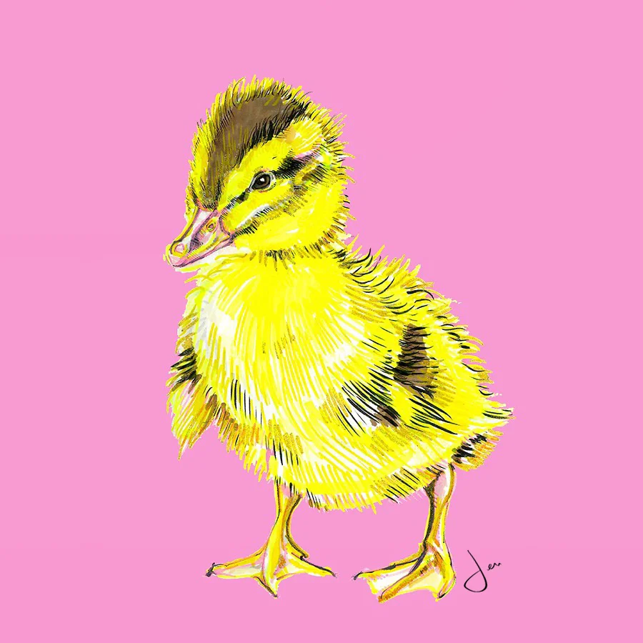 chick pink .jpg