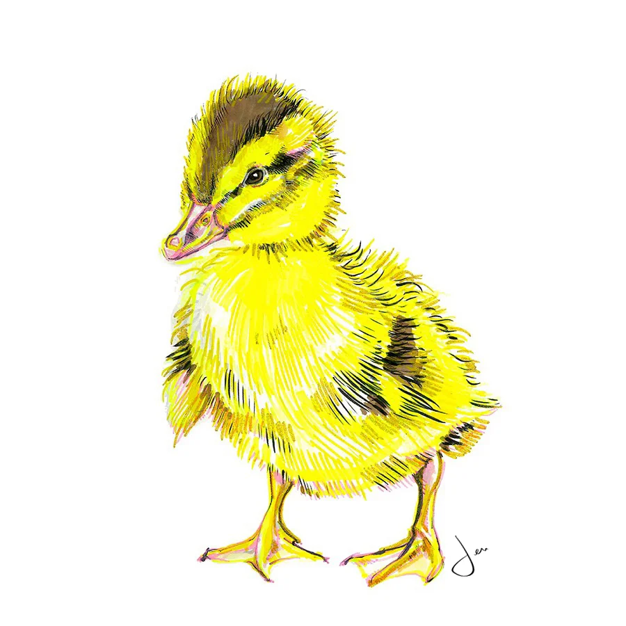 chick white .jpg