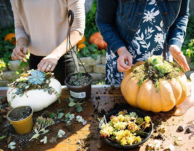 Thank you so much to all the ladies who came out for our Pumpkin Succulent Workshop!! If the ladies of Instagram would like I can post a how-to video later this week. Hally and I had such a blast and were in awe of how gorgeous each and every pumpkin