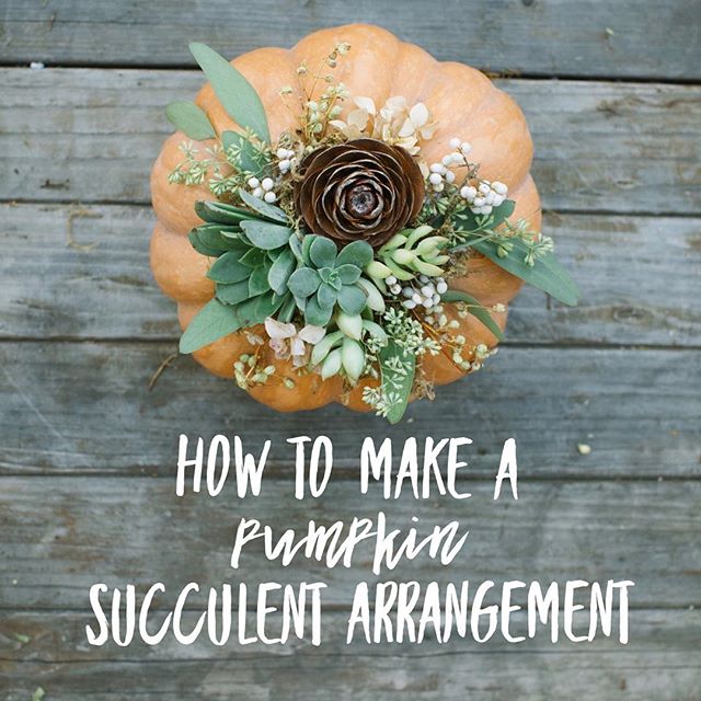 Link in Profile✨I just posted a How-To so you can make your own Pumpkin Succulent arrangement at home (including a video with Co-Host, Poppy). It&rsquo;s easy and makes the perfect fall fantasy accent for your home or the perfect gift! You can collec