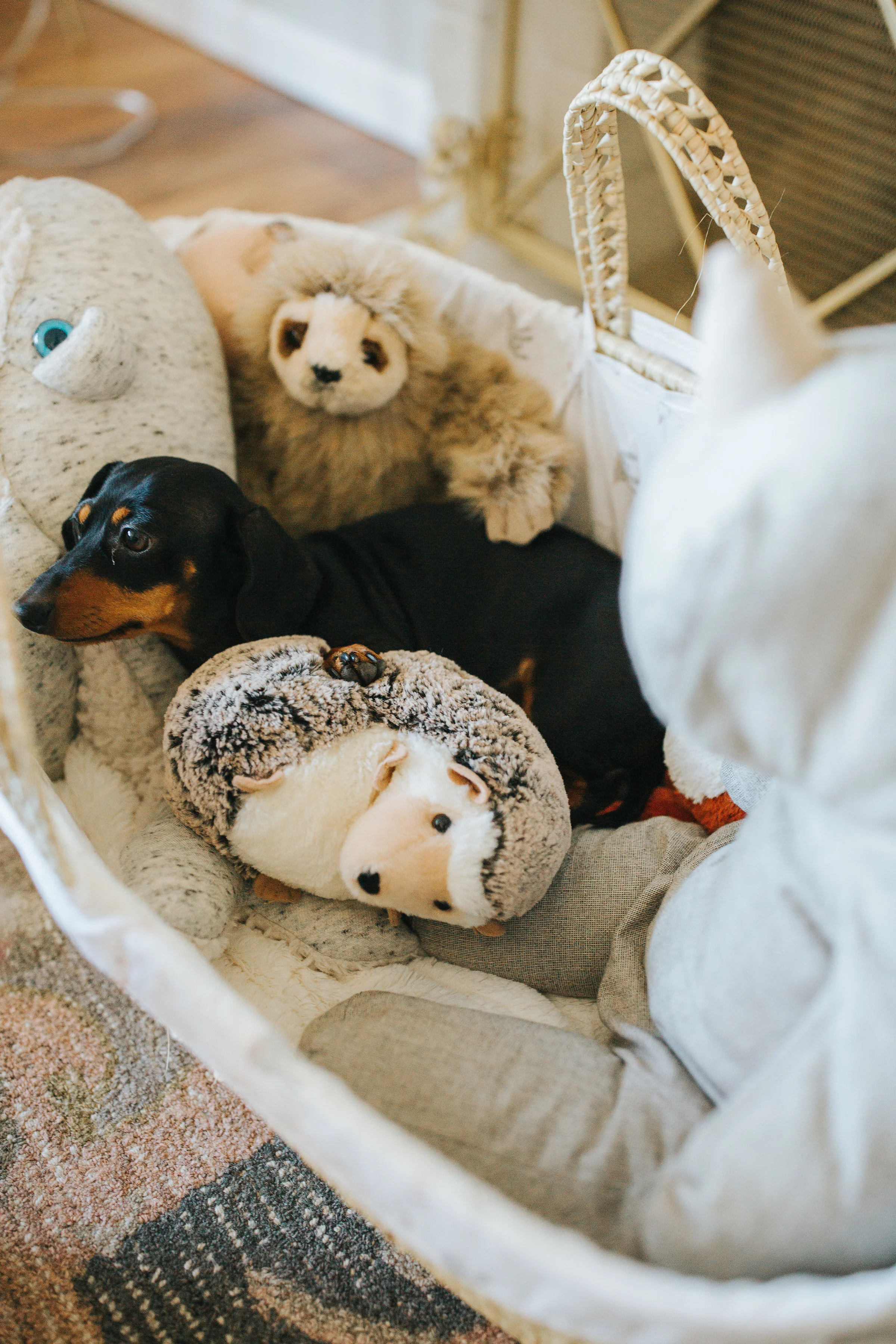 Chocolate and Dogs: What you Need to Know