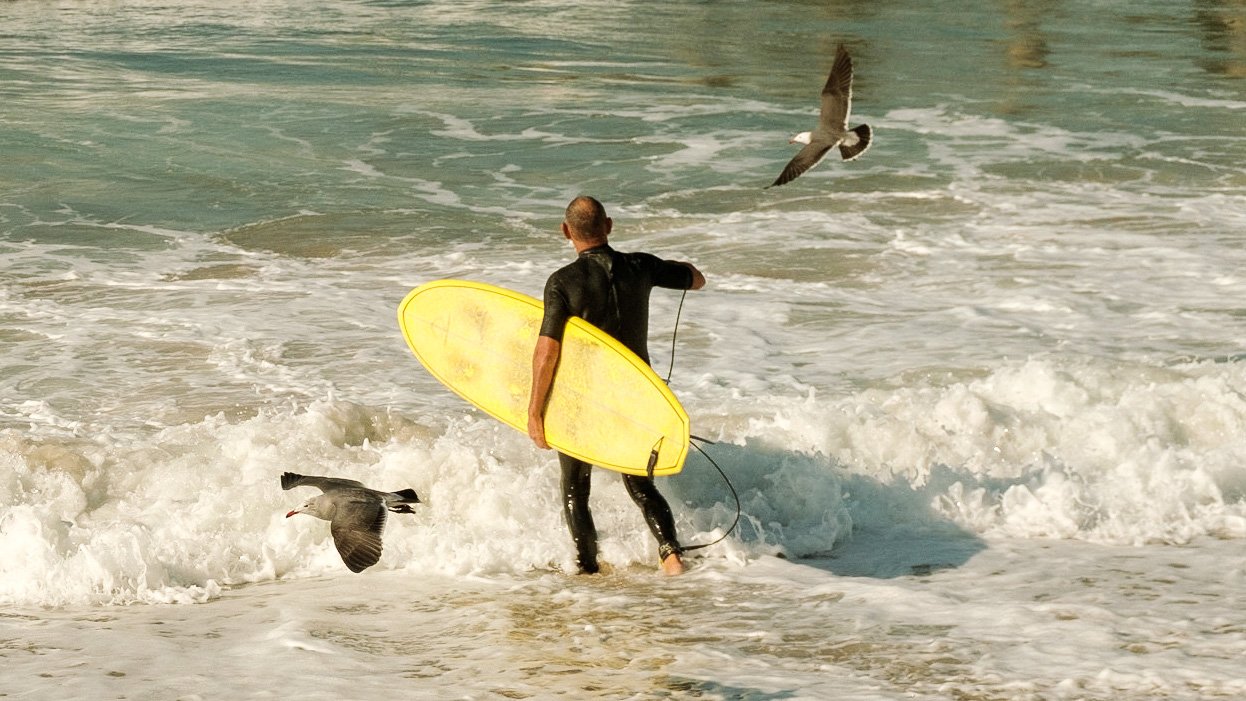 surferbirds.jpg
