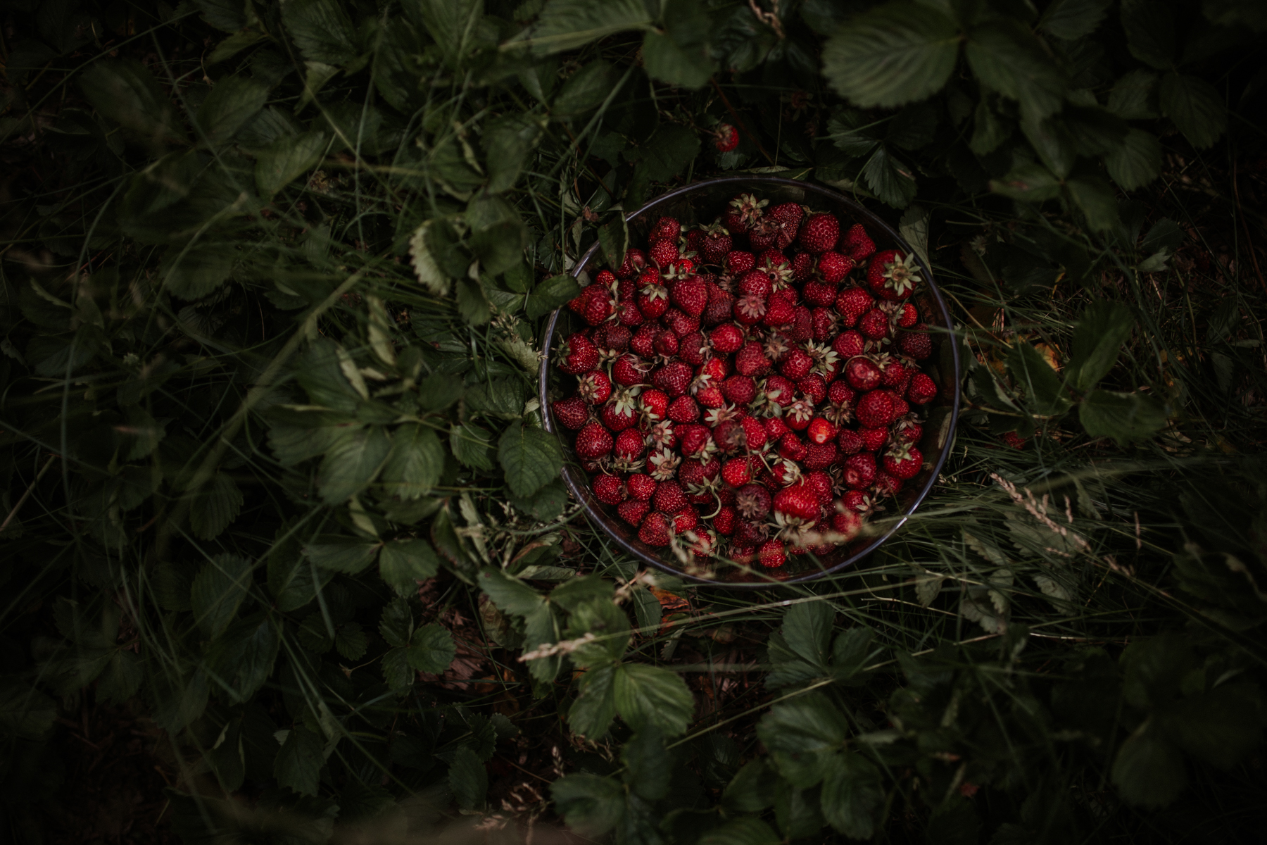 strawberry-7391.jpg