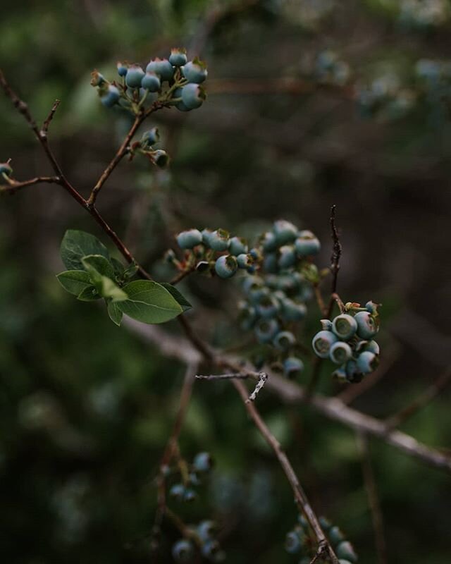 Beauitful things are growing here. The blueberries quietly ripen, their sky pink flush deepening into violet. The littles play in the sunshine, so many nourishing things happening inside them, unseen. A saucy cardinal calling, light filtering through