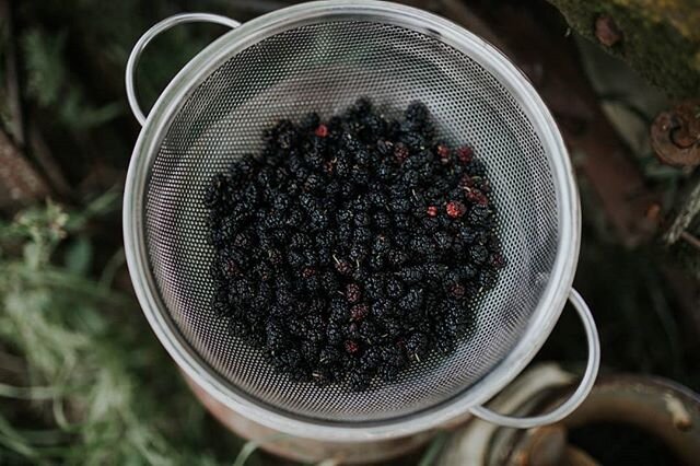 Last Friday we spent a beautiful sunny day at a friend's farm. We walked a gravel road and picked mulberries in the shade, our hands sticky and violet from gathering. The older girls crossed logs on the creek. The boys roved. We baked pie with our pi