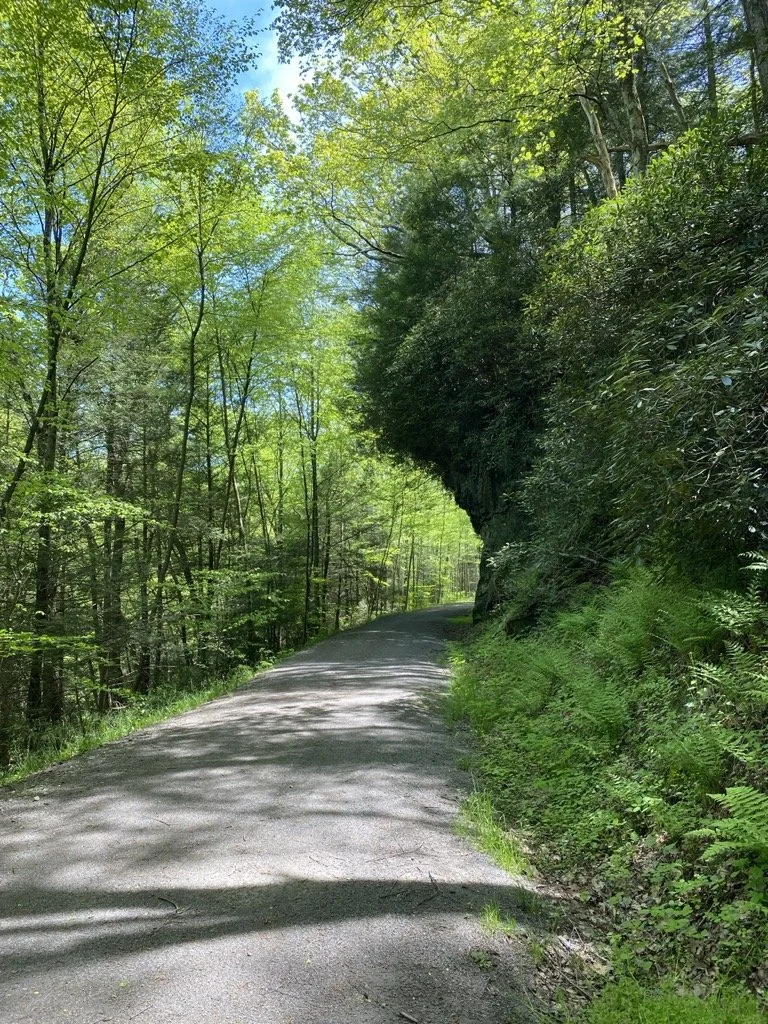 The Deckers Creek Rail Trail in Morgantown West Virginia. A forest path.