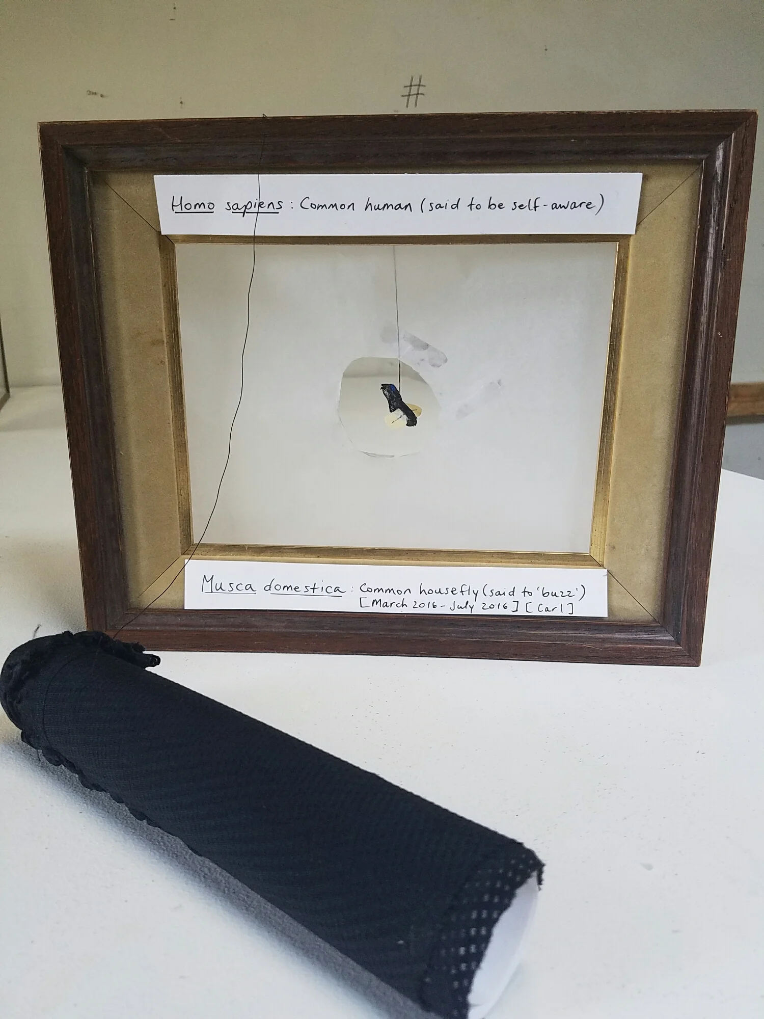 This piece asks the viewer to view the fly through the funnel. The viewer occupies the position of the dying speaker confronting the fly while the rest of the world collapses into this singular moment.