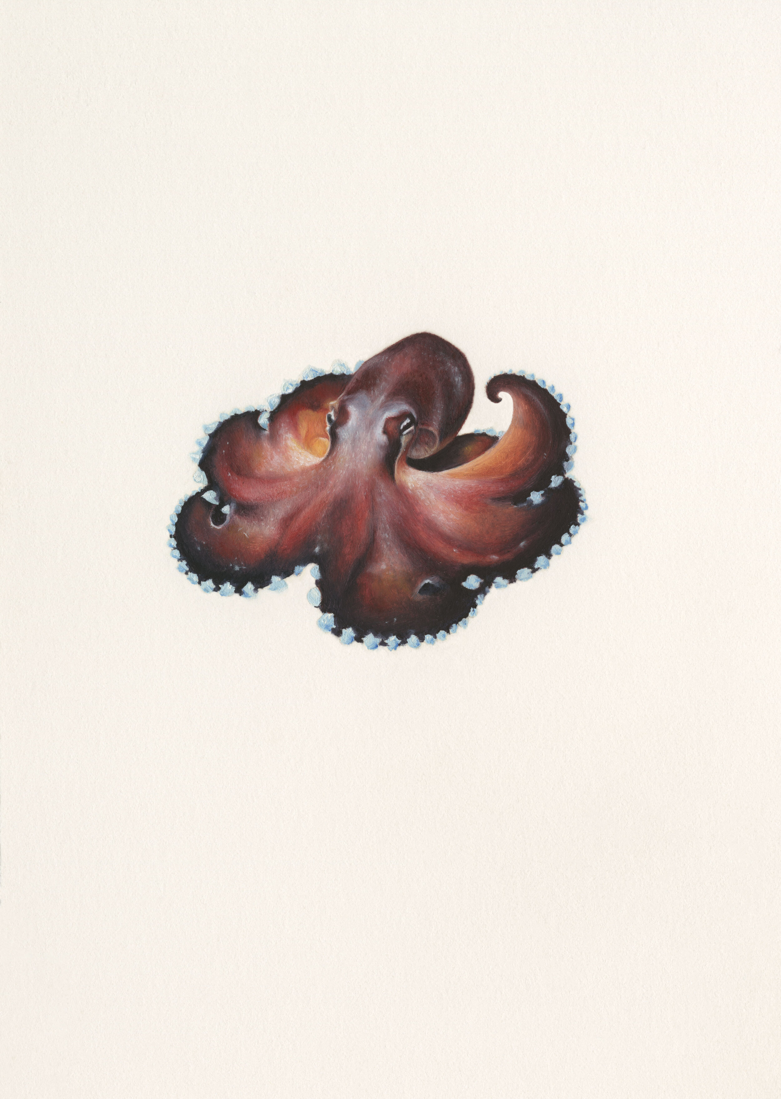 Octopus - Oil on paper - 10.8 cm x 15.2 cm