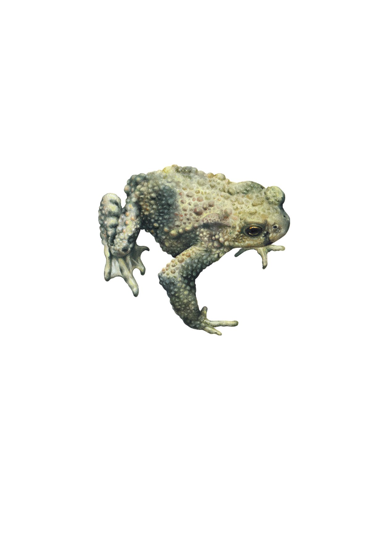 Frog - Oil on paper - 10.5 x 15.8cm