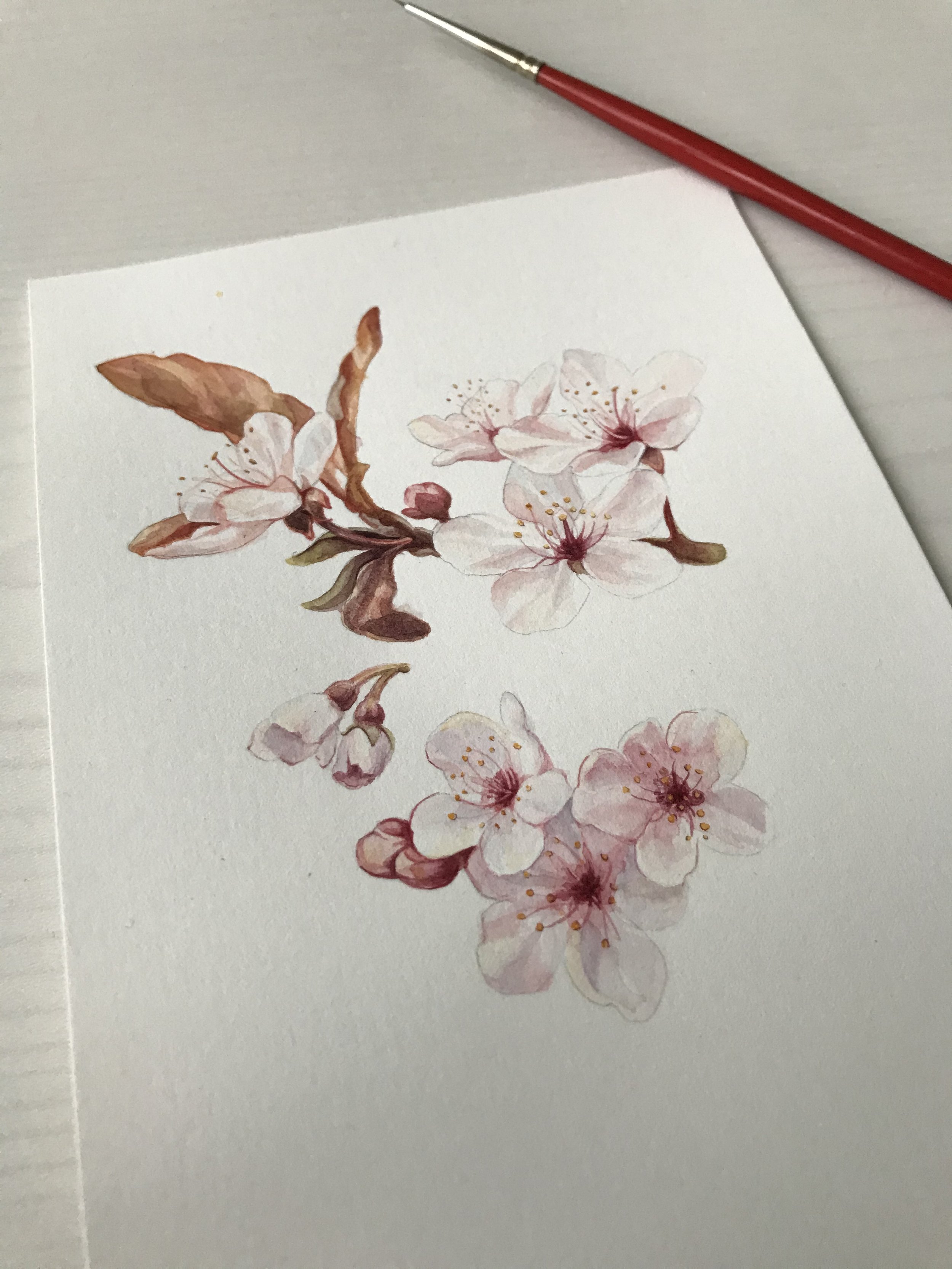 Cherry Blossom