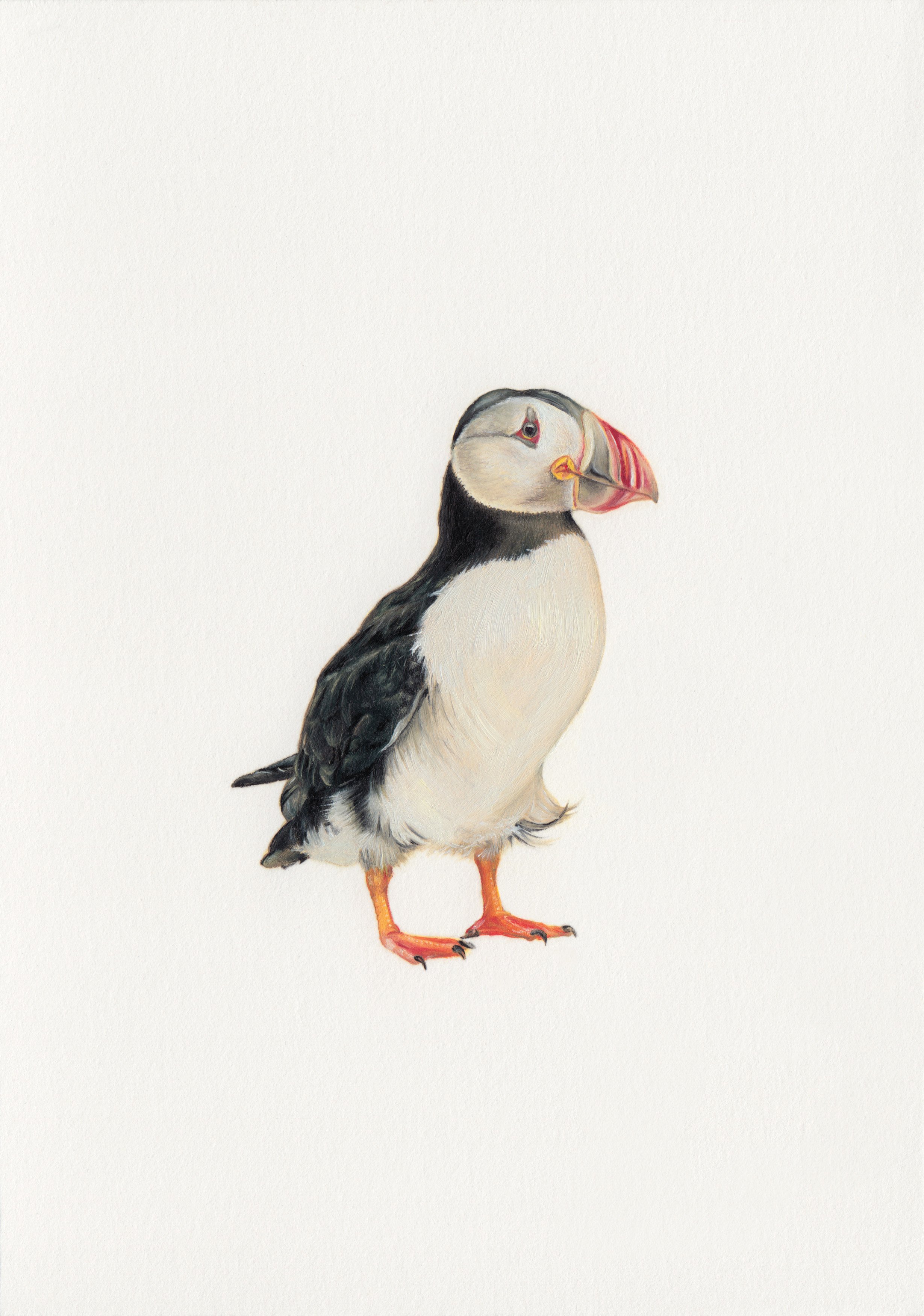 Puffin - Oil on Paper - 10.5 x 15.8cm