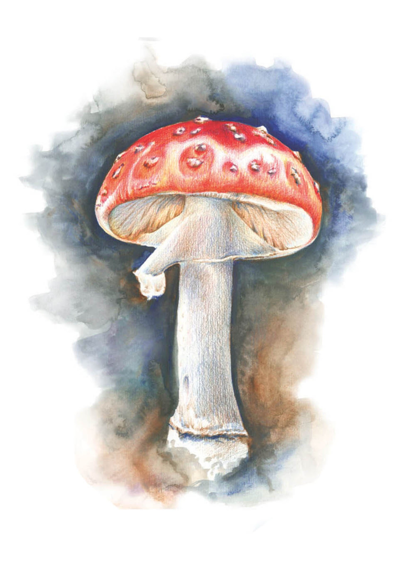 Fly Agaric - Coloured pencil illustration