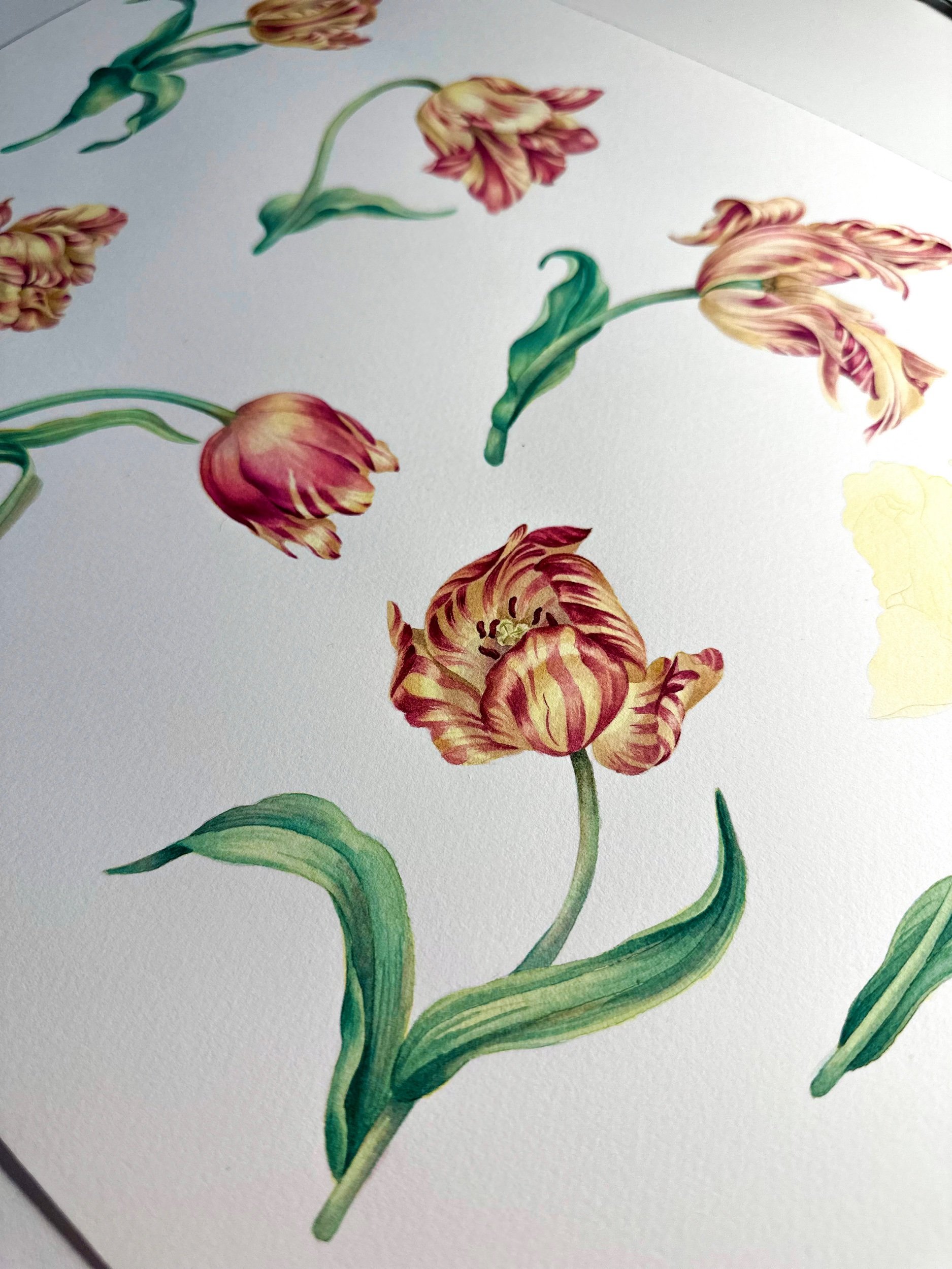 Striped parrot tulips painted with gouache 