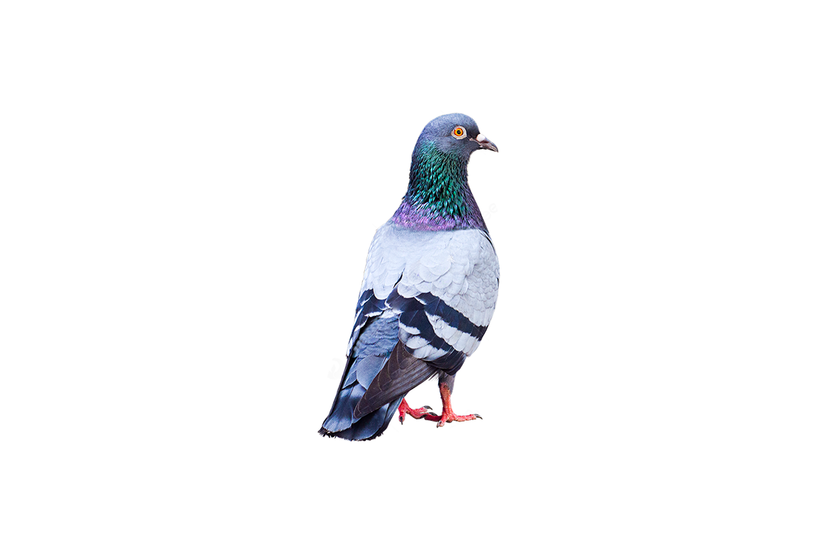 pigeon.png