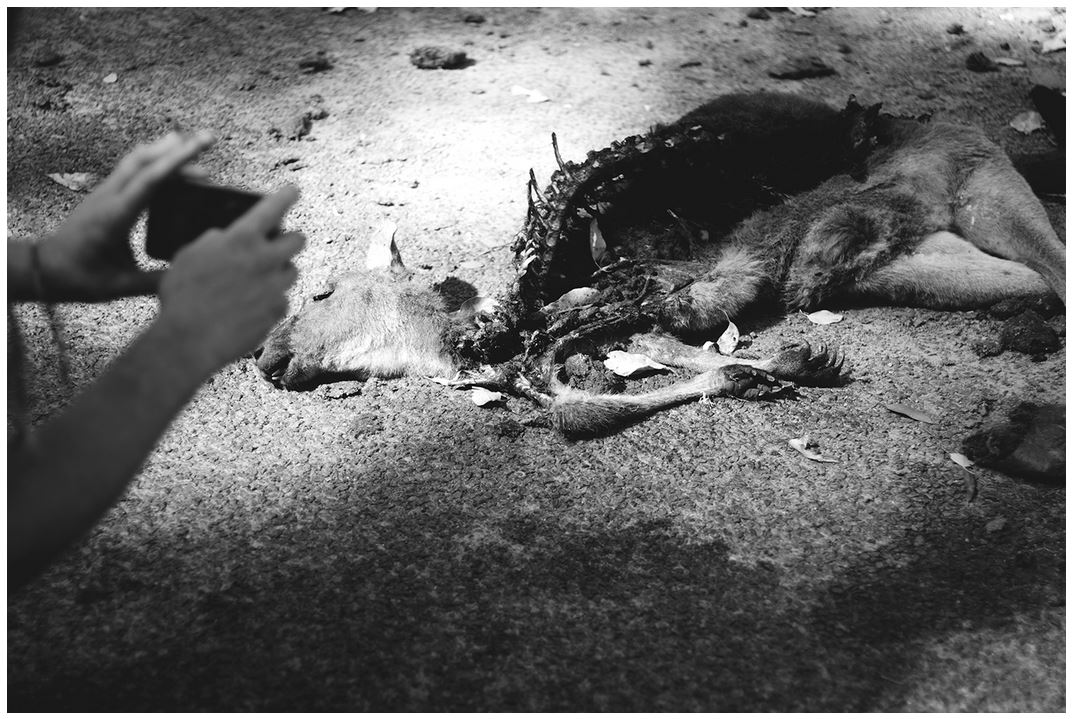 Pete Photographs a Dead Roo, Nannup, WA. Tahlia Palmer, 2016