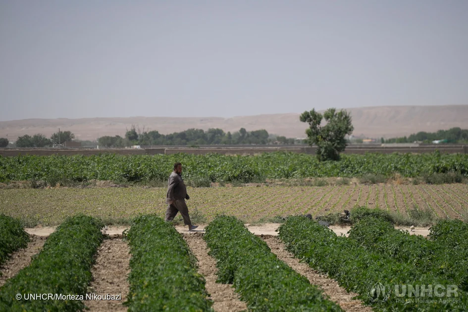 FOTO: UNHCR/MORTEZA NIKOUBAZI