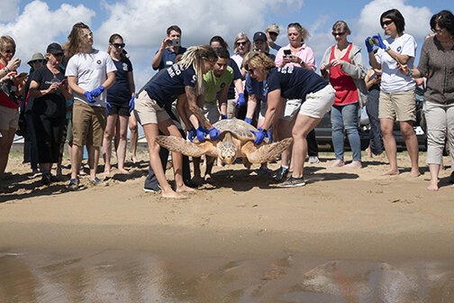 la-2019-05-turtle-release-3-2100x1400-7569d83a-4777-40e2-8d24-6388aced6a22.jpg