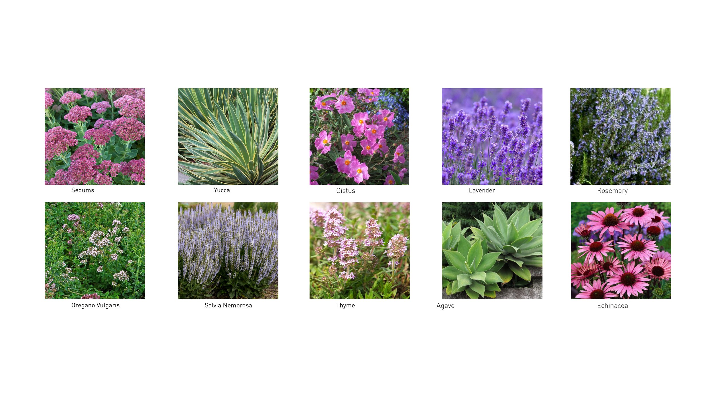 SQ1_Olympic Square_8.jpg